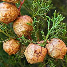 Cupressus sempervirens