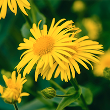 Arnica Montana